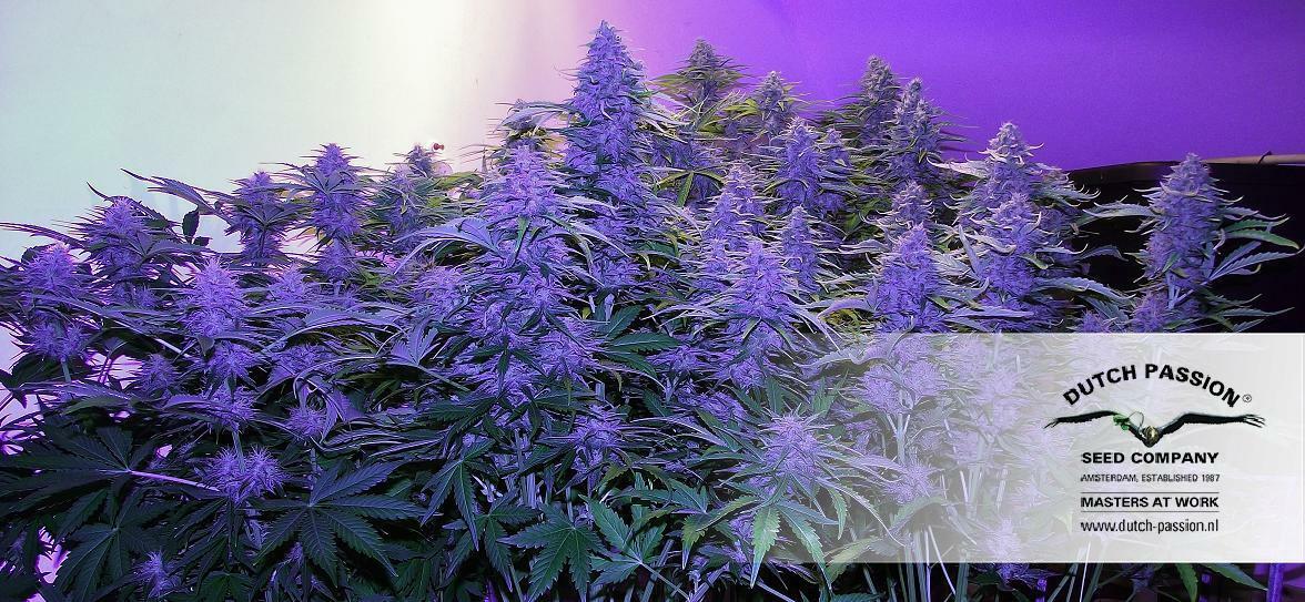 Dutch Passion - StarRyder (auto/fem.)