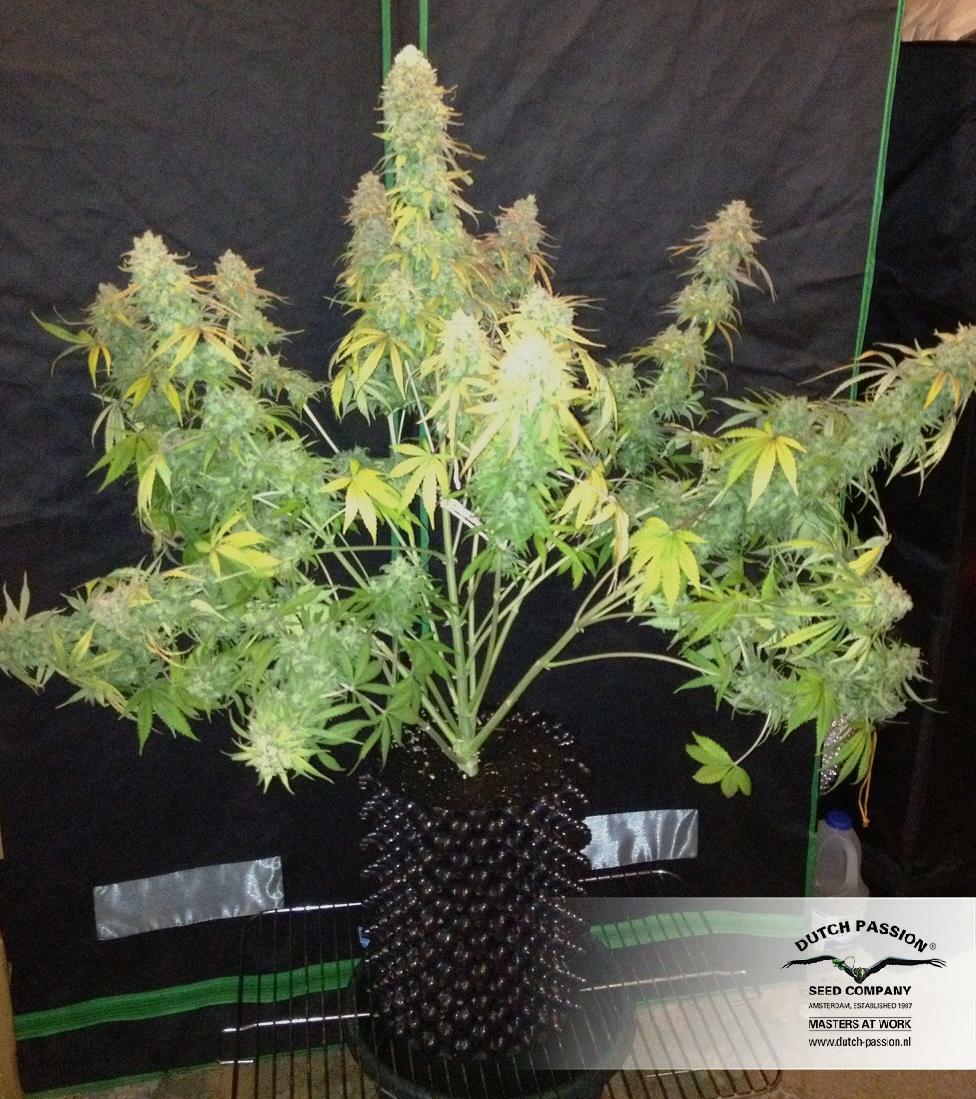 Dutch Passion - StarRyder (auto/fem.)
