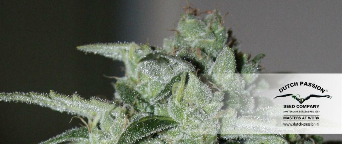 Dutch Passion - StarRyder (auto/fem.)