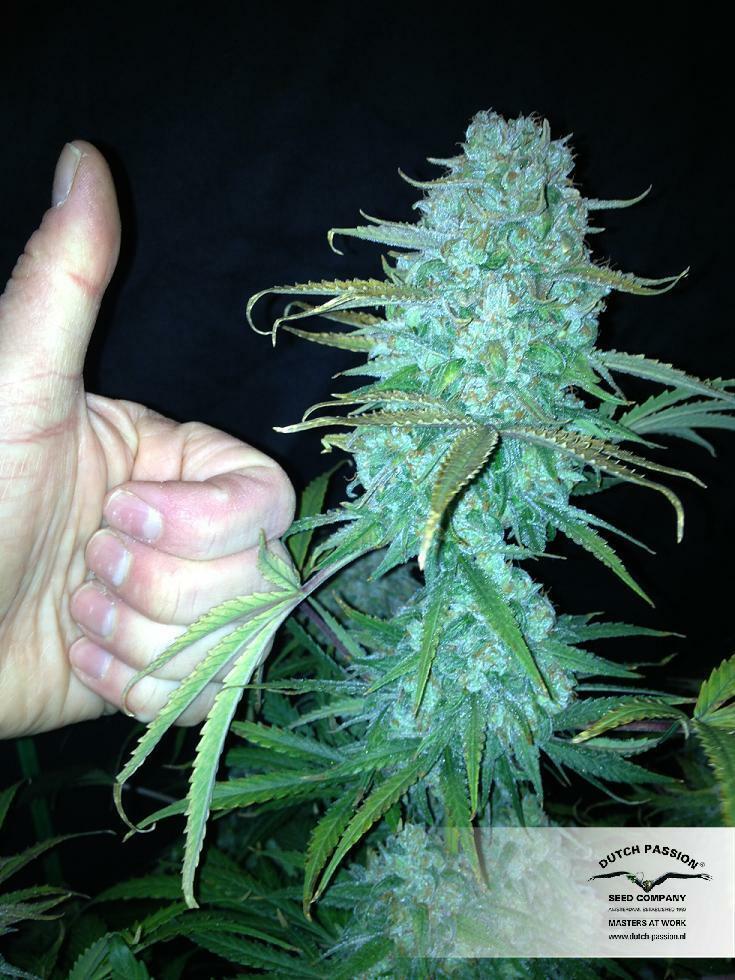 Dutch Passion - StarRyder (auto/fem.)