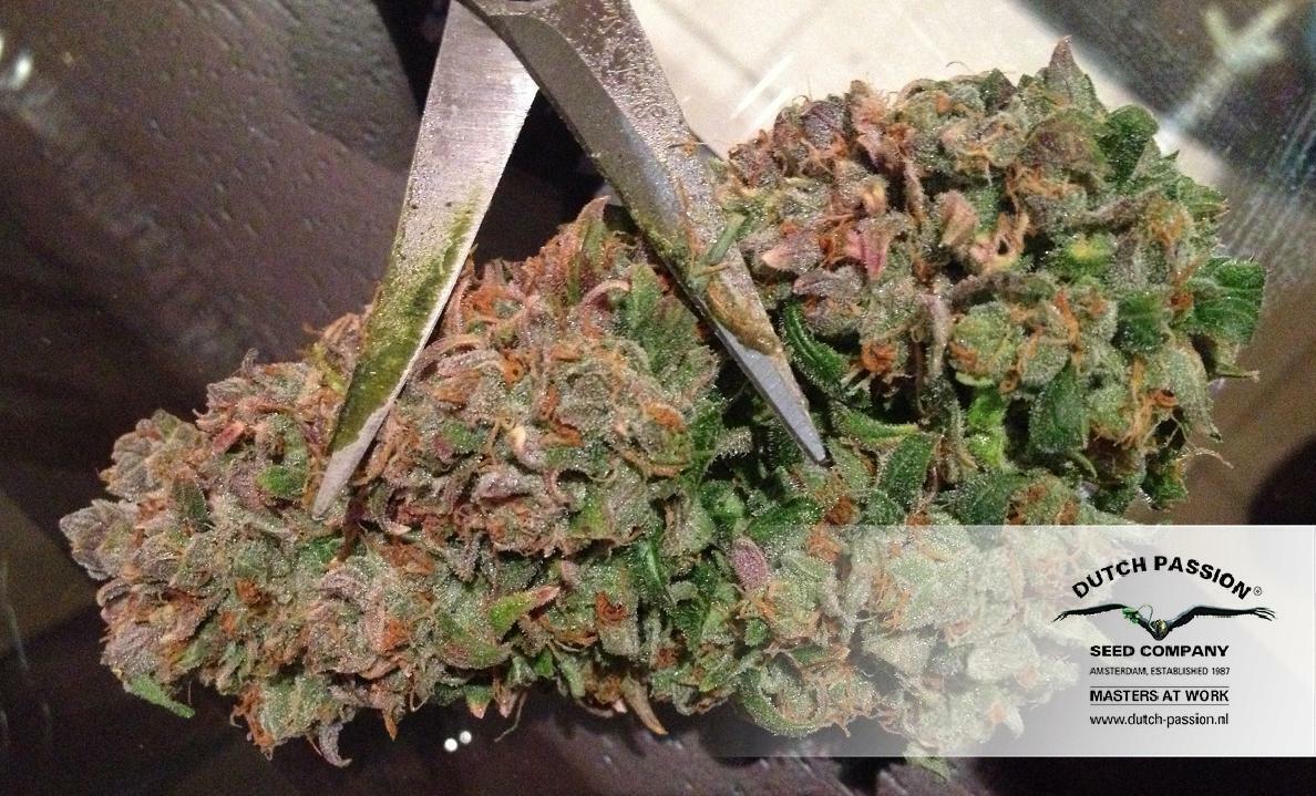 Dutch Passion - StarRyder (auto/fem.)