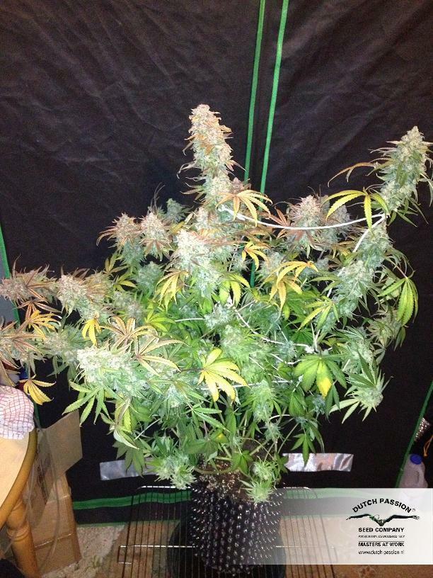 Dutch Passion - StarRyder (auto/fem.)