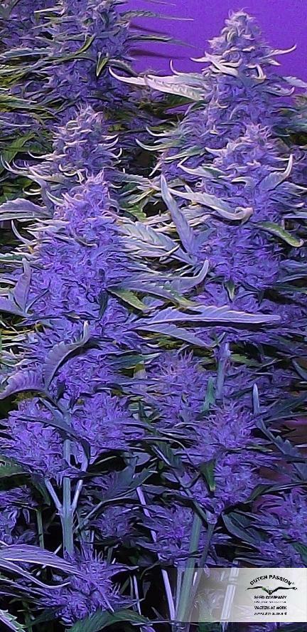Dutch Passion - StarRyder (auto/fem.)