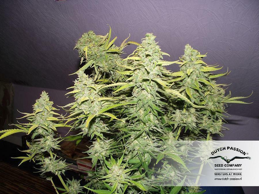 Dutch Passion - StarRyder (auto/fem.)