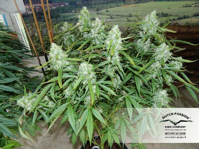 Dutch Passion - StarRyder (auto/fem.)