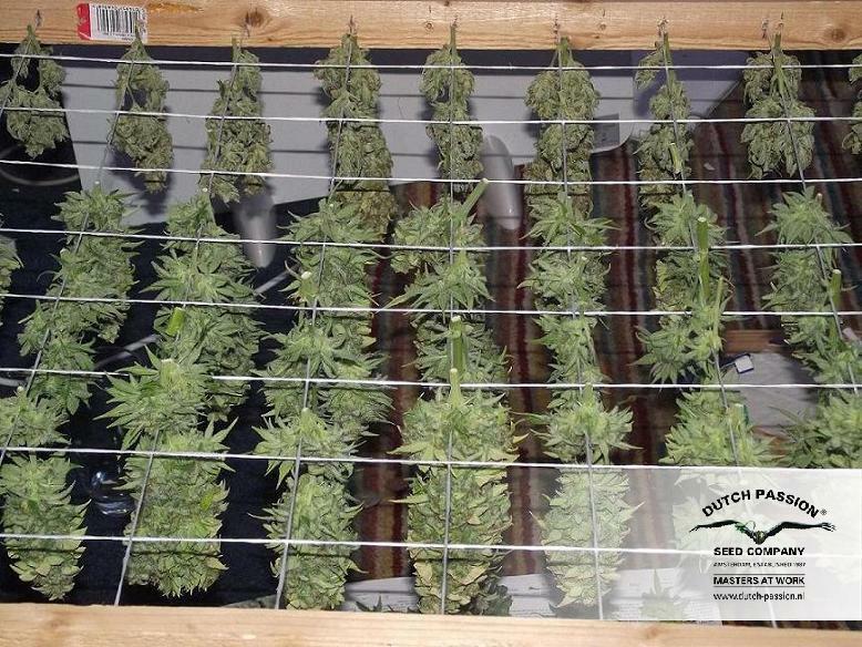 Dutch Passion - StarRyder (auto/fem.)