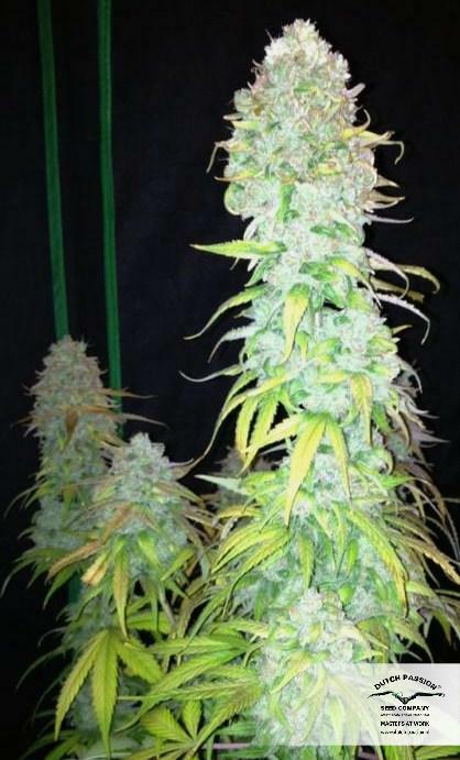 Dutch Passion - StarRyder (auto/fem.)