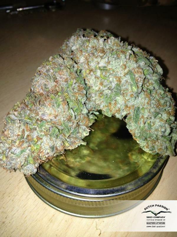 Dutch Passion - StarRyder (auto/fem.)