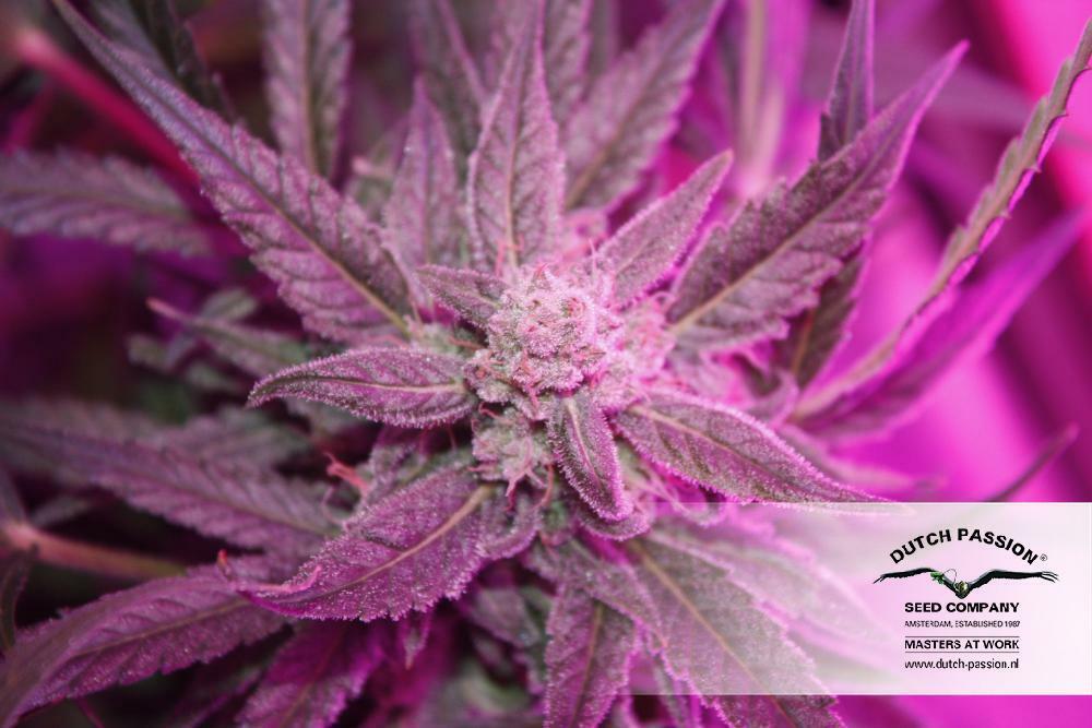 Dutch Passion - StarRyder (auto/fem.)