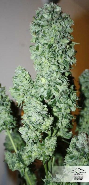 Dutch Passion - StarRyder (auto/fem.)