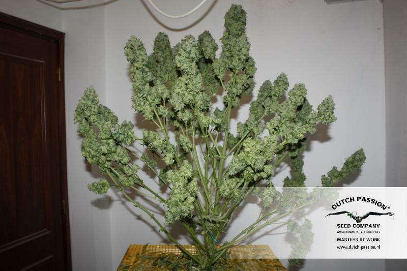 Dutch Passion - StarRyder (auto/fem.)
