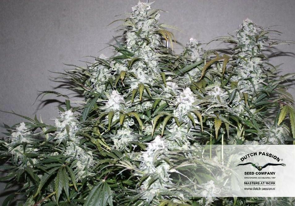 Dutch Passion - StarRyder (auto/fem.)
