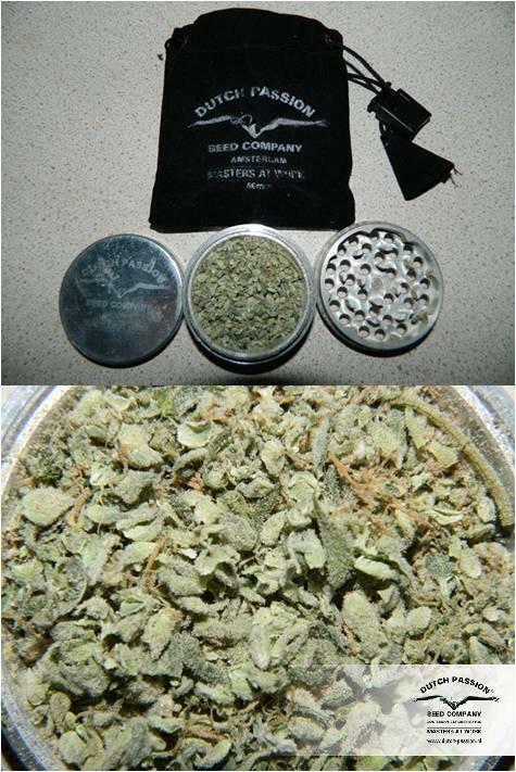 Dutch Passion - StarRyder (auto/fem.)