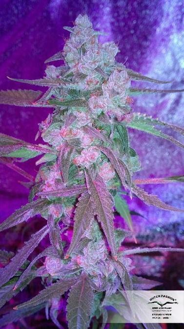 Dutch Passion - StarRyder (auto/fem.)
