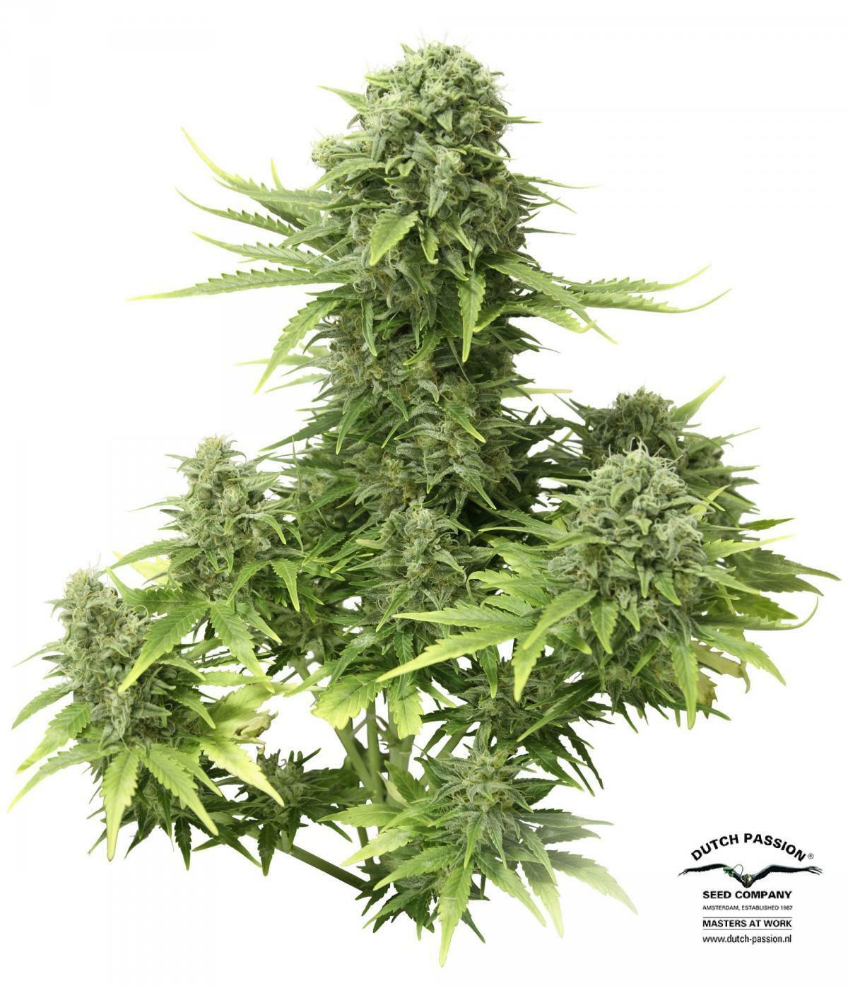 Dutch Passion - StarRyder (auto/fem.)