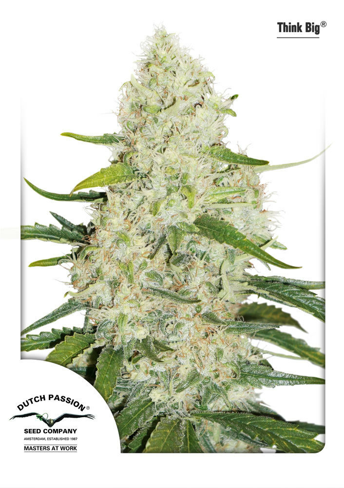 Dutch Passion - Think Big (auto/fem.)