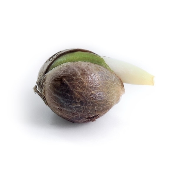 Royal Queen Seeds - Royal Cheese Automatic (auto/fem.)