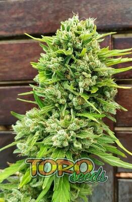Toro Seeds - Fruit Siesta Auto (auto/fem.) toro5