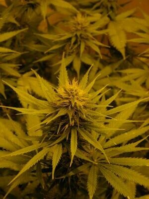 Mr. Nice Seeds - NL5 x Skunk (reg.) 08789