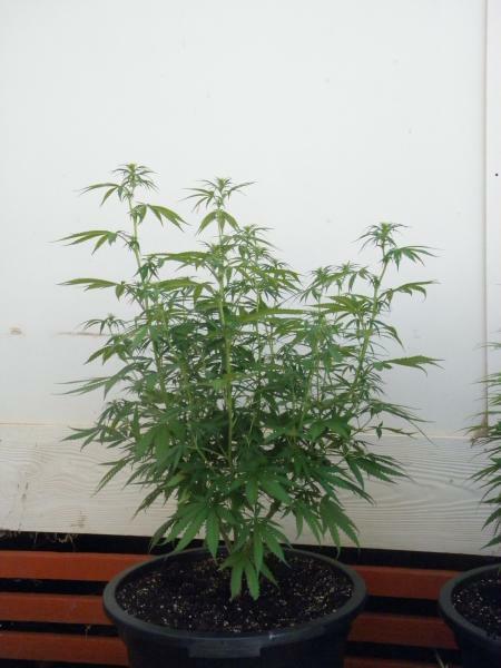 Mr. Nice Seeds - NL5 x Skunk (reg.)