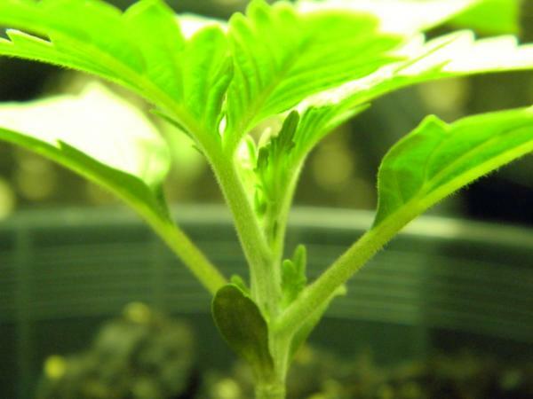 Mr. Nice Seeds - NL5 x Skunk (reg.)