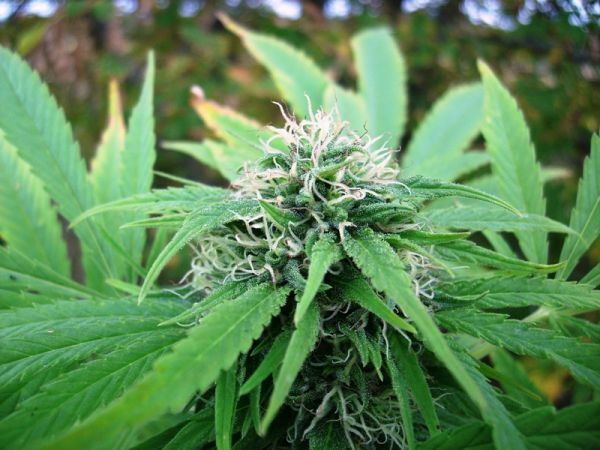 Mr. Nice Seeds - NL5 x Skunk (reg.)