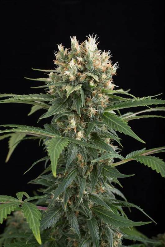 Dinafem - Blue Thai (fem.)