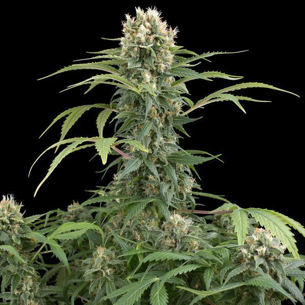Dinafem - Blue Thai (fem.)
