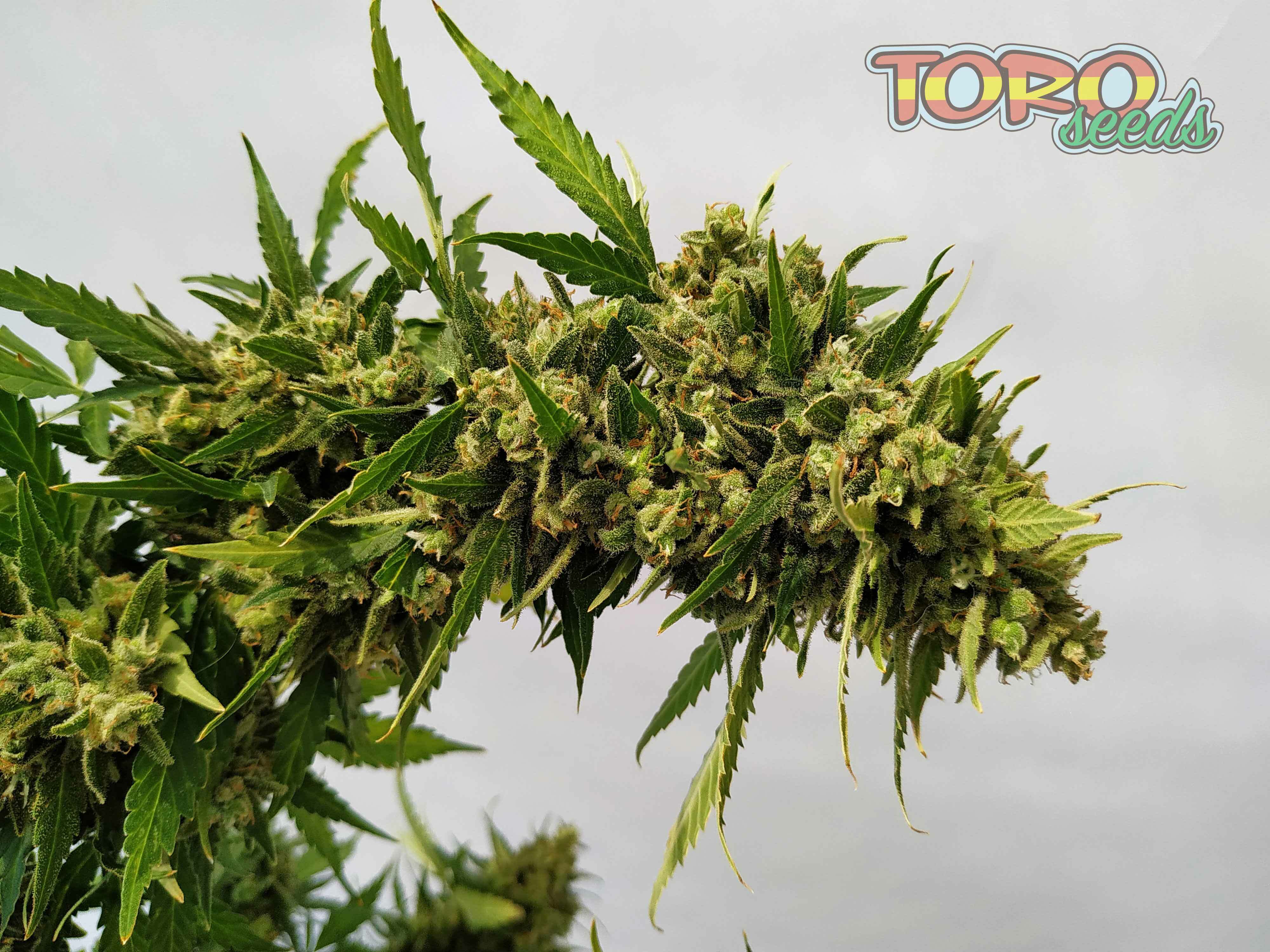 Toro Seeds - Fruit Siesta Auto (auto/fem.)