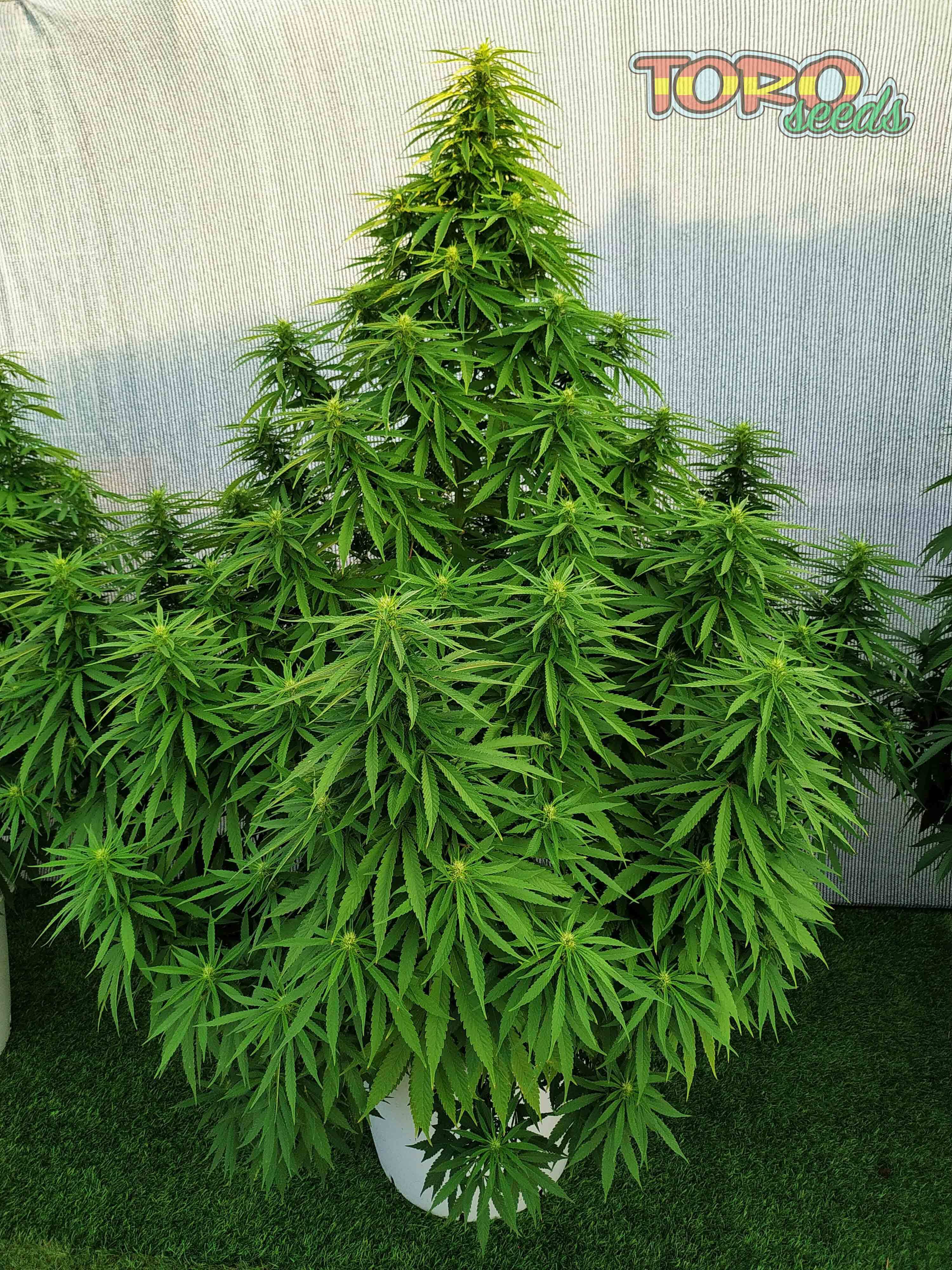 Toro Seeds - Seven Heaven (fem.)