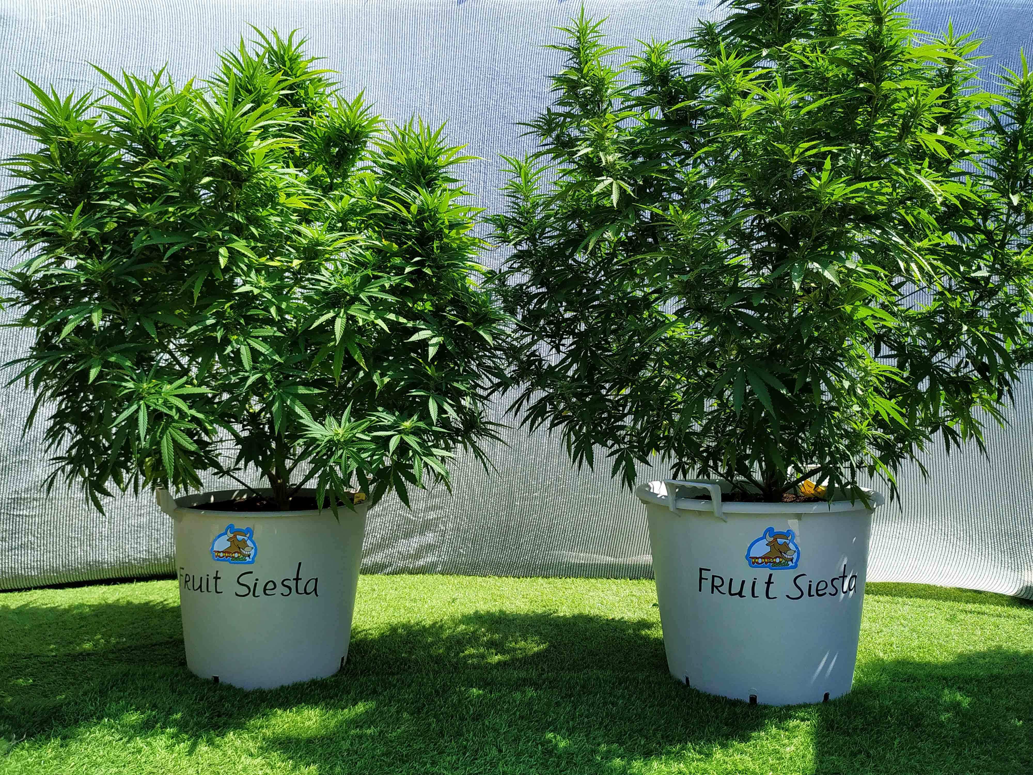 Toro Seeds - Fruit Siesta (fem.)