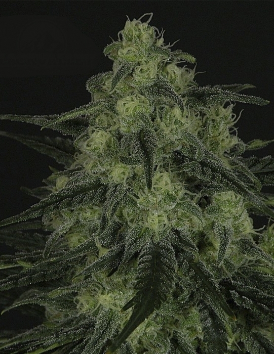 Ripper Seeds - Black Valley (fem.)