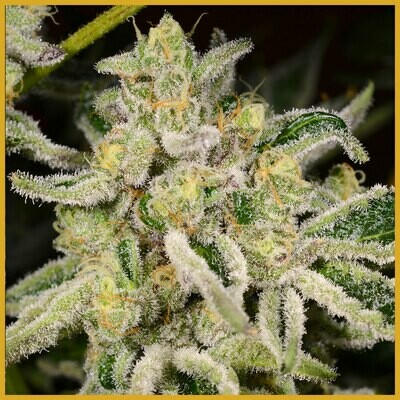Archive Seed Bank - Citrus Rush (reg.) 06509