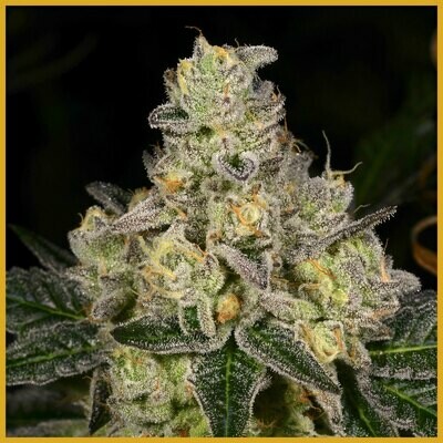 Archive Seed Bank - Dosi-Cake (reg.) 06510