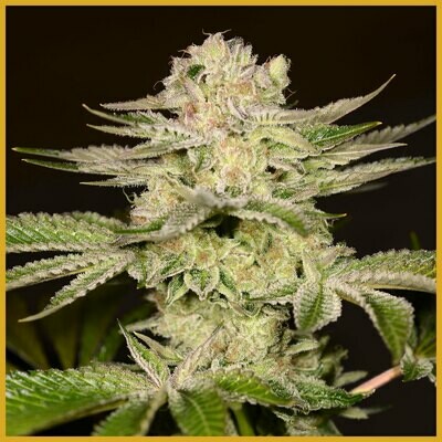 Archive Seed Bank - Petro Chem (fem.) 06519