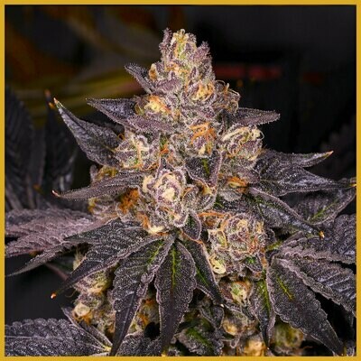 Archive Seed Bank - Planet Purple (fem.) 06520