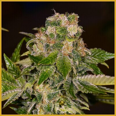 Archive Seed Bank - Rainbow Wreck (fem.) 06521
