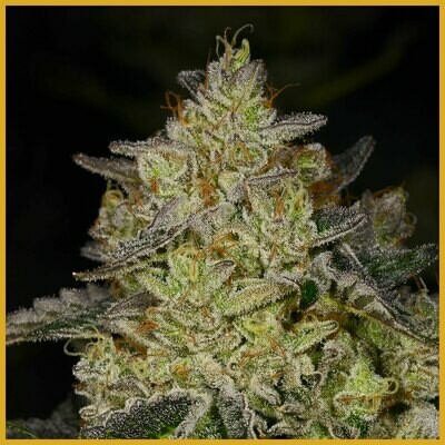Archive Seed Bank - Rose Gold (fem.) 06522