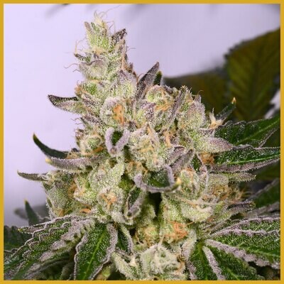 Archive Seed Bank - Space Walker (fem.) 06523