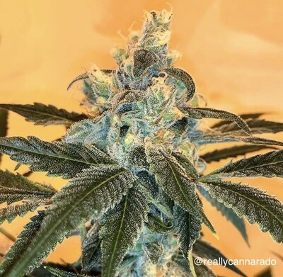 Cannarado Genetics - Banana Sundae (fem.) 06524