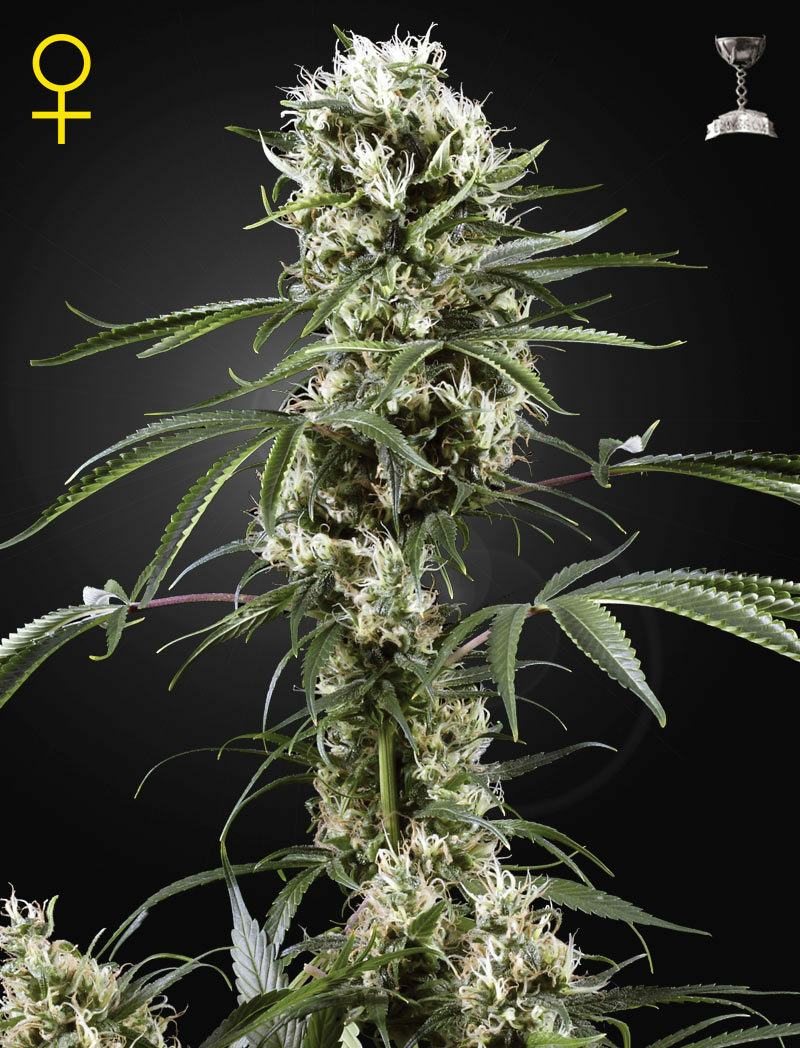 Green House Seeds - Super Lemon Haze (fem.)