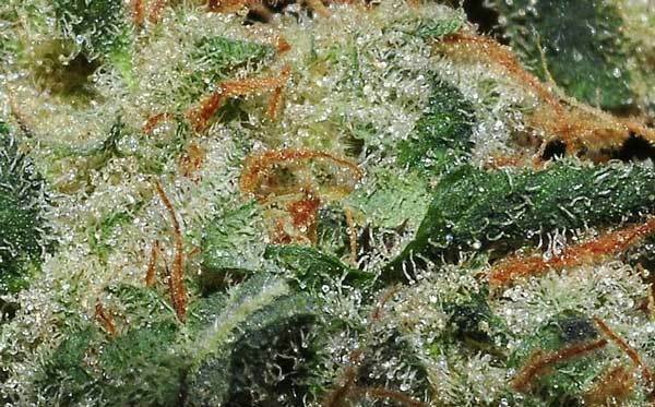 Green House Seeds - Super Lemon Haze (fem.)