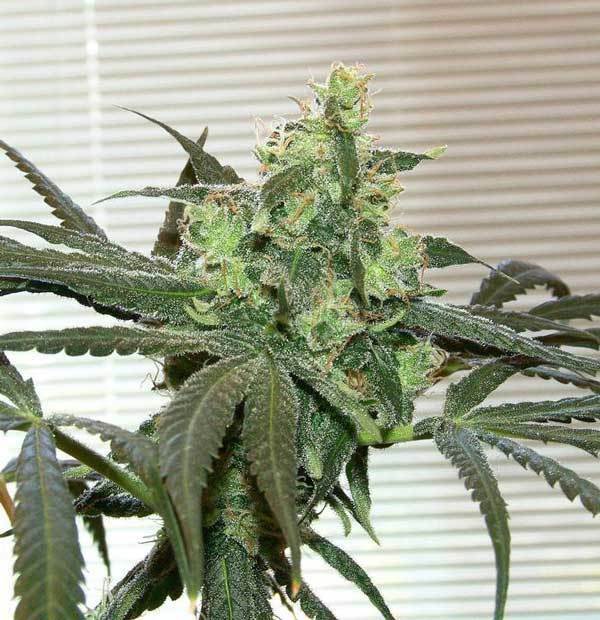 Green House Seeds - Super Lemon Haze (fem.)