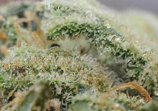 Green House Seeds - Super Lemon Haze (fem.)