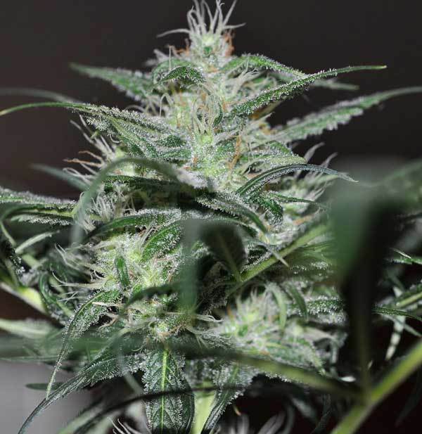 Green House Seeds - Super Lemon Haze (fem.)