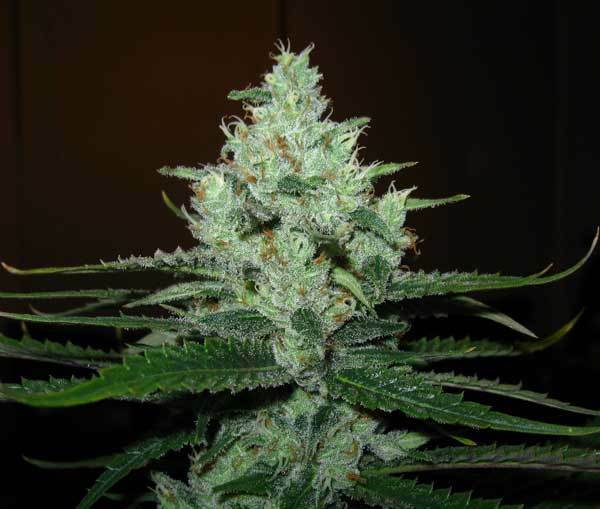 Green House Seeds - Super Lemon Haze (fem.)