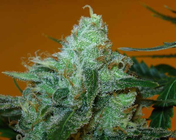 Green House Seeds - Super Lemon Haze (fem.)