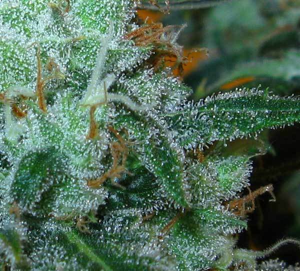 Green House Seeds - Super Lemon Haze (fem.)