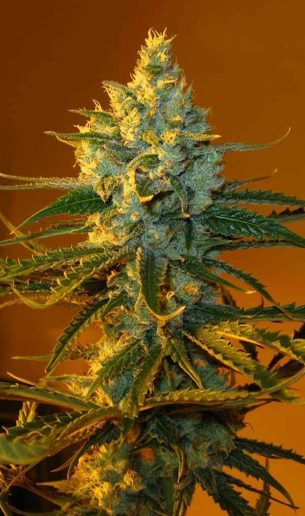 Green House Seeds - Super Lemon Haze (fem.)