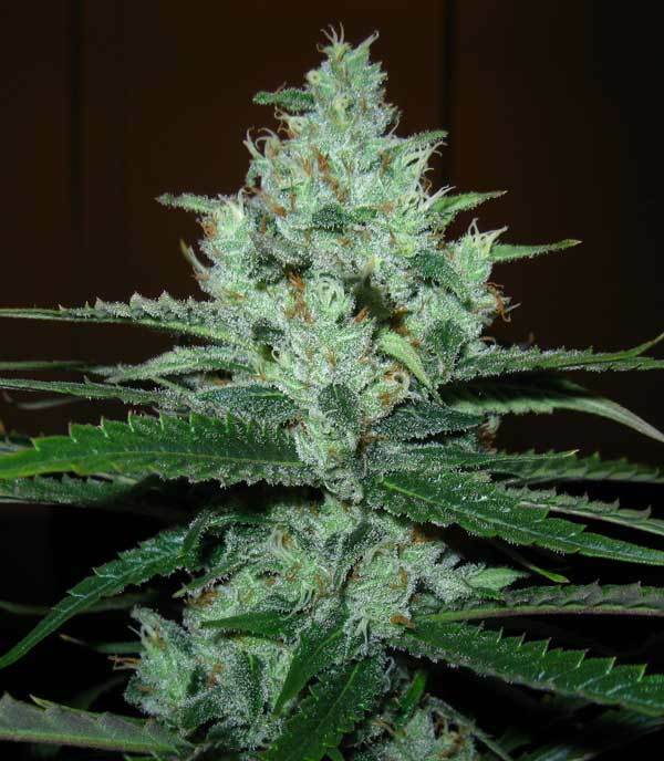 Green House Seeds - Super Lemon Haze (fem.)